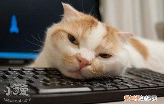 猫咪尿频怎么回事,猫咪尿频尿少是什么原因,猫尿频尿少是什么原因，猫咪为什么尿频尿少
