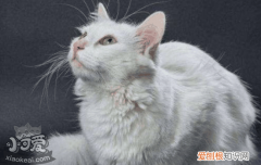 被小猫咬出血了轻微的,被小猫咬出血要打针吗,被小猫咬出血了有事吗