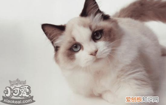 被小猫咬出血了轻微的,被小猫咬出血要打针吗,被小猫咬出血了有事吗
