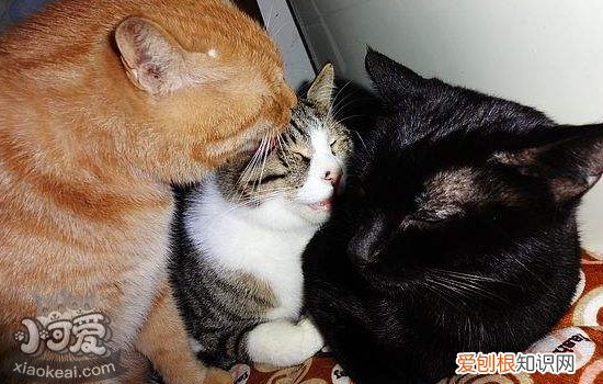 猫拉肚子会自愈吗,猫拉肚子吃什么药,猫拉肚子呕吐，猫咪拉肚子呕吐吃什么药