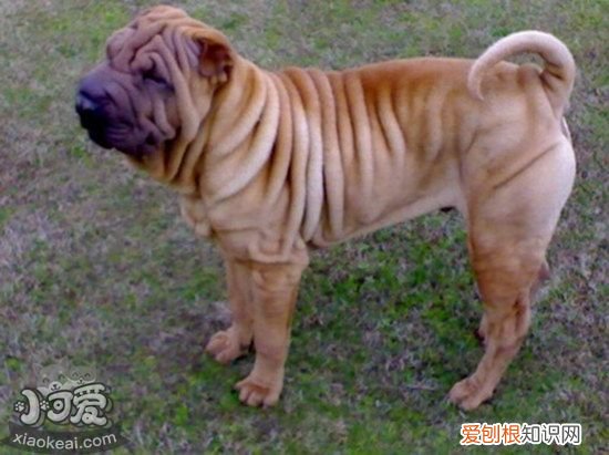 沙皮狗怎么训练不扑人，中国沙皮犬不扑人训练方法，怎么训练狗狗不扑人不咬人