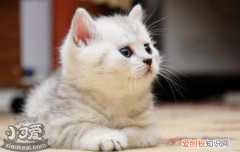 被三个月的小猫咬出血,被三个月的猫咪咬出血,被三个月的猫要破皮，被3个月小猫咬了出血没