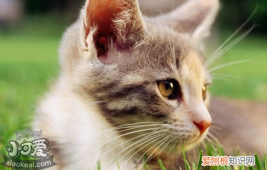 小猫感冒了怎么办,幼犬感冒了怎么办,折耳猫感冒了怎么办，小猫感冒了应该怎么办