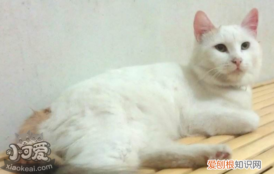 被猫抓伤出血要打针吗超过24小时,被猫抓伤用打疫苗吗，被猫抓伤出血要打针吗超过24小时怎么办