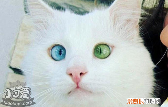 被猫抓伤出血要打针吗超过24小时,被猫抓伤用打疫苗吗，被猫抓伤出血要打针吗超过24小时怎么办