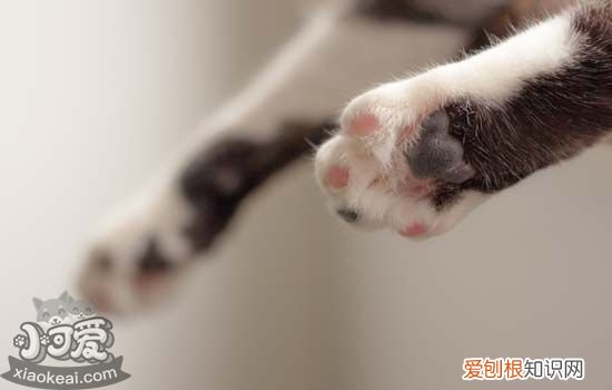 小猫需要打什么疫苗,英短需要打什么疫苗,三个月的小猫需要打什么疫苗