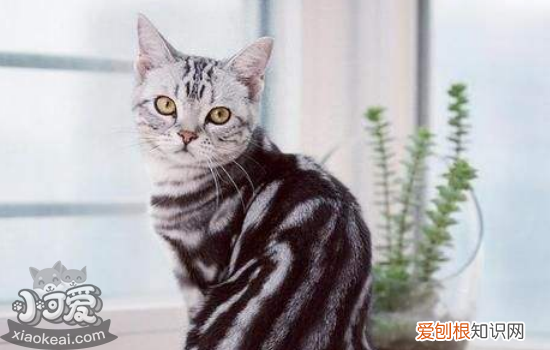 母猫生小猫间隔多久,母猫生小猫要多久,母猫生小猫注意事项,母猫生小猫中间间隔多久