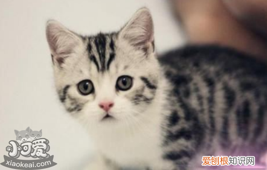 母猫生小猫间隔多久,母猫生小猫要多久,母猫生小猫注意事项,母猫生小猫中间间隔多久