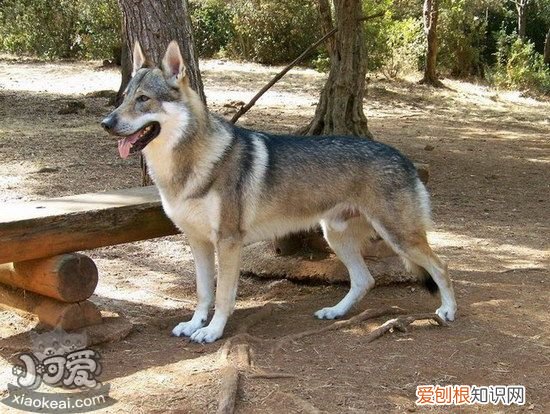 捷克狼犬怎么训练大小便,捷克狼犬上厕所训练教程,训练幼犬大小便的方法