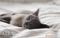 猫的后腿无力走路摇晃,猫的后腿无力走路摇晃一直叫,猫的后腿一抖一抖,