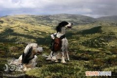 英格兰雪达犬上厕所怎么训练，大小便训练方法，哈士奇幼犬怎么训练大小便