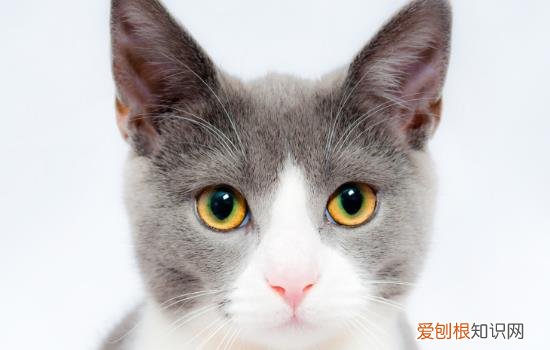 4个月的母猫可以怀孕 4个月的小公猫能让猫怀孕吗
