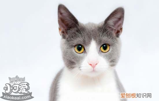 猫咪脖子上有个鼓包,猫脖子后有个包,猫脖子下面有个鼓包,猫咪脖子前面有个鼓包