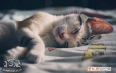 猫咪脖子上有个鼓包,猫脖子后有个包,猫脖子下面有个鼓包，猫咪脖子前面有个鼓包