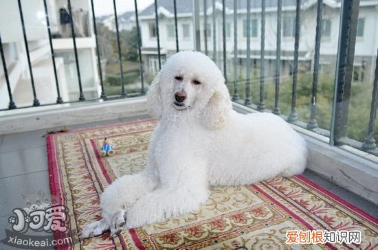巨型贵宾犬不扑人训练方法,贵宾犬的步态