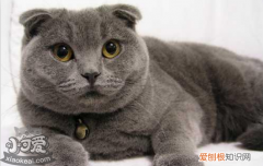 母猫难产症状,母猫难产怎么办,母猫难产解决办法，母猫难产该怎么办