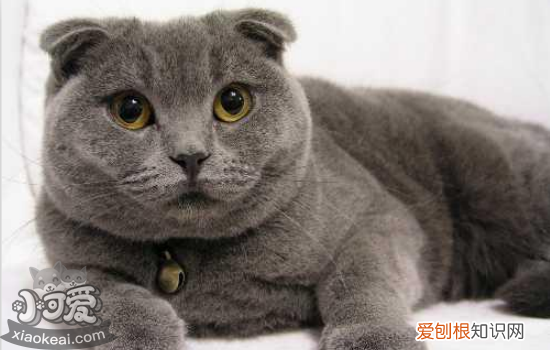 母猫难产症状,母猫难产怎么办,母猫难产解决办法,母猫难产该怎么办