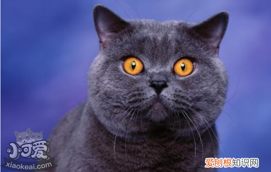 母猫难产症状,母猫难产怎么办,母猫难产解决办法,母猫难产该怎么办