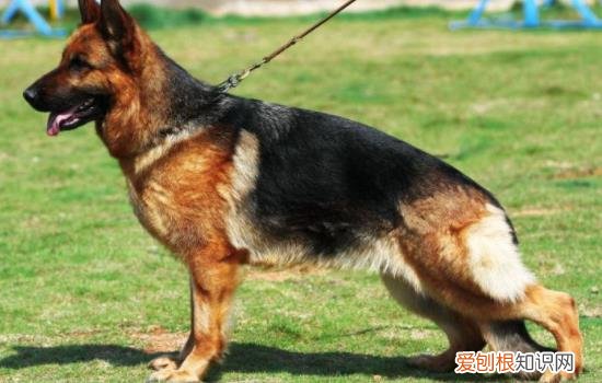 养黑狼犬好吗 养黑狼犬要注意什么