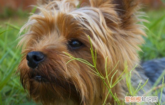 为什么狗不能吃葡萄有科学依据吗 为什么狗不能吃葡萄