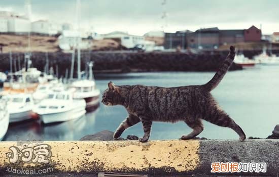 猫咪肛门泛红,猫咪肛门泛红怎么办,猫咪肛门泛红是怎么回事,猫咪肛门有一点红红的
