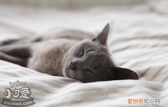 猫咪肛门泛红,猫咪肛门泛红怎么办,猫咪肛门泛红是怎么回事,猫咪肛门有一点红红的