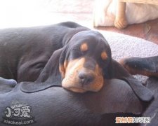 黑褐猎浣熊犬怎么训练定点如厕，定点大小便训练方法，幼犬的定点排便训练多在采食后