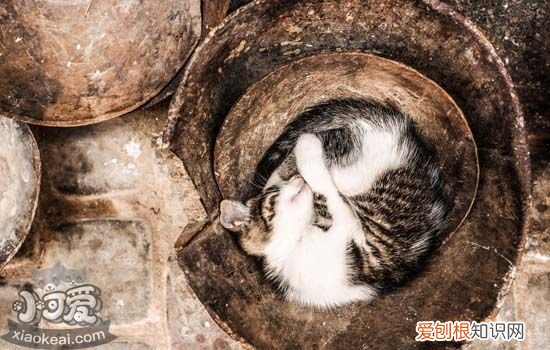 猫咪疝气症状,猫疝气是什么,猫咪疝气症状,猫疝气是什么样子