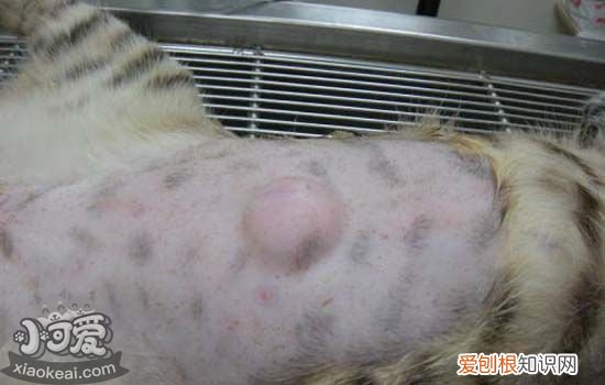 猫咪疝气症状,猫疝气是什么,猫咪疝气症状,猫疝气是什么样子