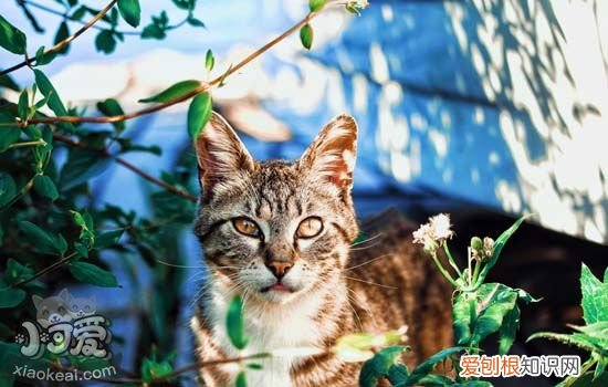 猫咪疝气症状,猫疝气是什么,猫咪疝气症状,猫疝气是什么样子
