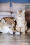 猫吃猪肝好吗? 猫咪吃猪肝会不会消化不良