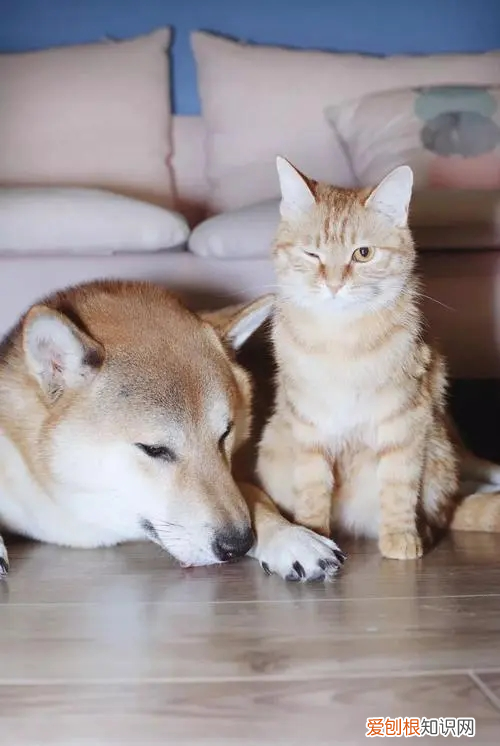 猫吃猪肝好吗? 猫咪吃猪肝会不会消化不良