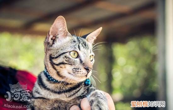 猫咪用了开塞露后死了,猫为什么会便秘,猫能用开塞露吗，小猫咪用开塞露会死吗