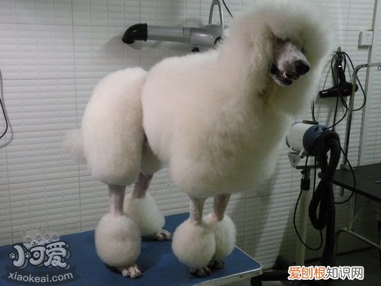 巨型贵宾犬怎么训练，巨型贵宾犬训练视频教程，巨型贵宾犬如何饲养