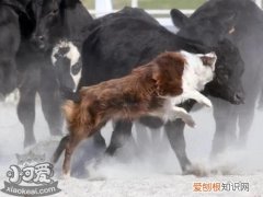 怎么训练澳大利亚牧牛犬用餐习惯，澳洲牧牛犬的优缺点