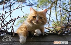 猫为什么会得猫藓,猫猫为什么得猫藓,为什么猫容易得猫藓，是不是猫都会得猫藓