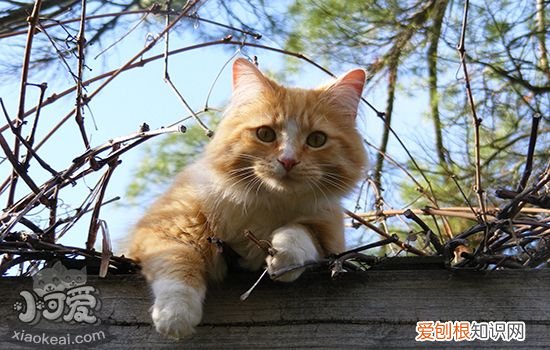 猫为什么会得猫藓,猫猫为什么得猫藓,为什么猫容易得猫藓，是不是猫都会得猫藓