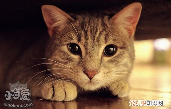 猫为什么会得猫藓,猫猫为什么得猫藓,为什么猫容易得猫藓，是不是猫都会得猫藓