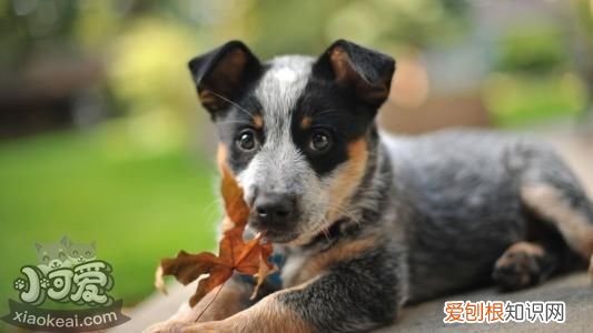 澳大利亚牧牛犬不扑人训练方法，怎样训练狗狗不咬人不扑人