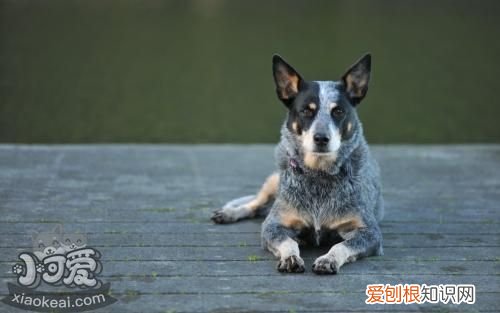 澳大利亚牧牛犬怎么训练大小便,宠物狗如何训练大小便
