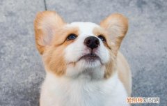 狗狗能吃几个草莓 狗狗一次吃了三个草莓怎么办