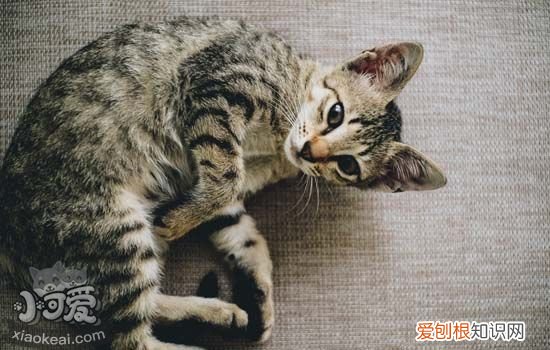 猫咪打喷嚏但是很活泼,猫咪打喷嚏但是很活泼怎么办,猫打喷嚏怎么办,