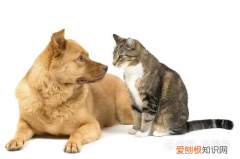 猫不停的打滚怎么办 猫总是打滚是什么回事
