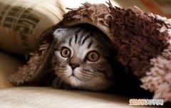 猫得了猫癣怎么治好得快 猫得了猫癣