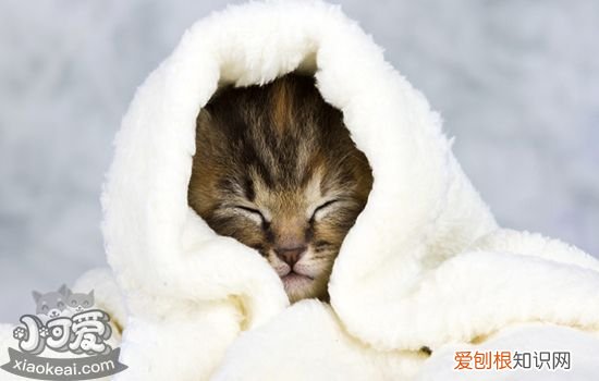 猫鼻子上有黑点擦不掉,猫鼻子上有黑点的原因,猫鼻子上长黑色结块，猫猫鼻孔上黑黑的结块