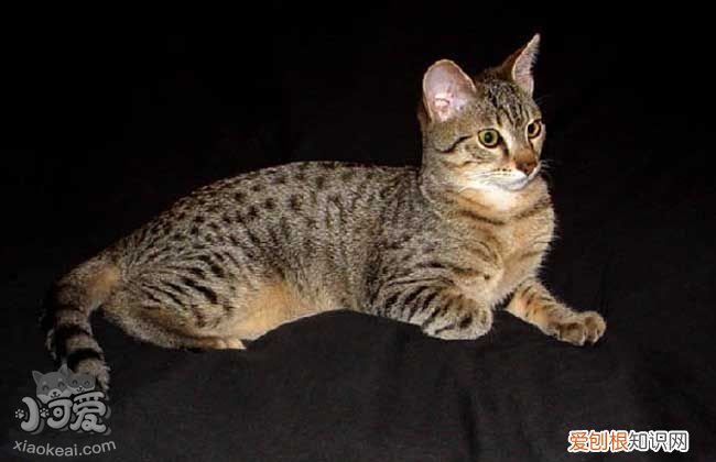 猫绦虫博来恩怎么样,猫绦虫吃什么驱虫,猫绦虫多久驱虫一次,猫怎么驱虫吃博来恩最好