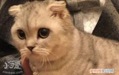 猫绦虫博来恩怎么样,猫绦虫吃什么驱虫,猫绦虫多久驱虫一次，猫怎么驱虫吃博来恩最好