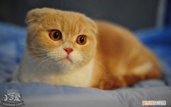 猫为什么呕吐拉黄水,猫为什么会呕吐猫粮,猫为什么会呕吐拉稀，猫呕吐没消化的猫粮还有黄水