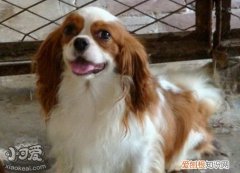 骑士查理王小猎犬最佳训练时间介绍，查理士王小猎犬能长多大