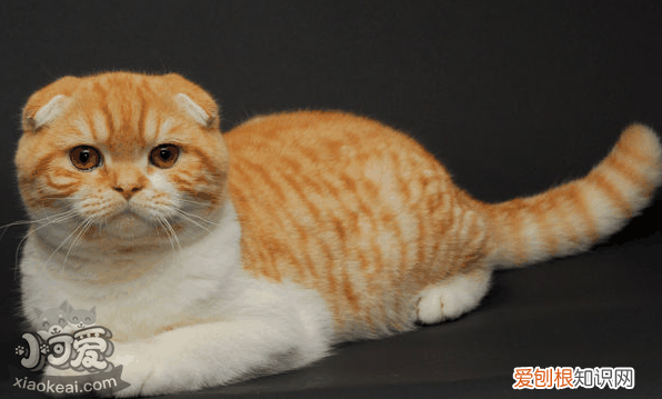 猫不吃猫粮是什么原因,猫不吃猫粮是发情了吗,猫不吃猫粮是什么情况